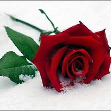 ژیان بەردەوامە