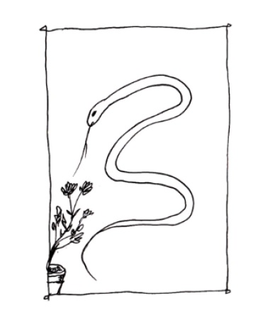 دارگوێزەکانی هەورامان