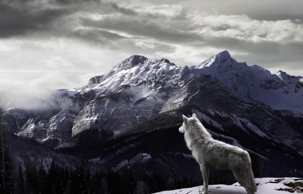 لاپاڵی گورگەکان